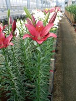 [5075 Bourbon Street No02.JPG]